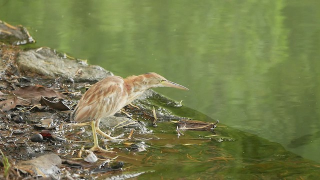 Yellow Bittern - ML444776751