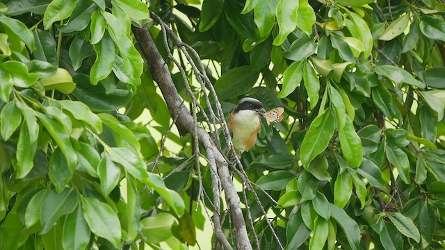 Long-tailed Shrike - ML444776821