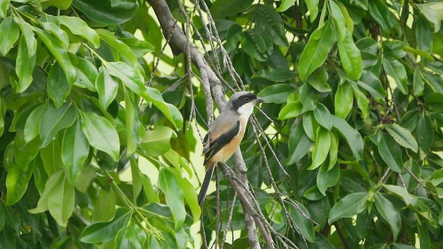 Long-tailed Shrike - ML444777131