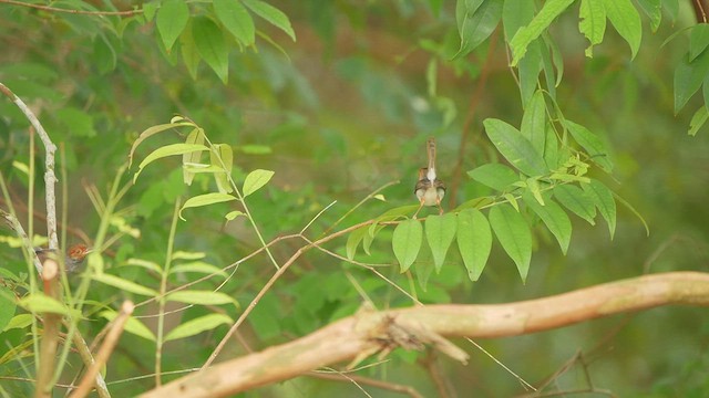 Ashy Tailorbird - ML444777381