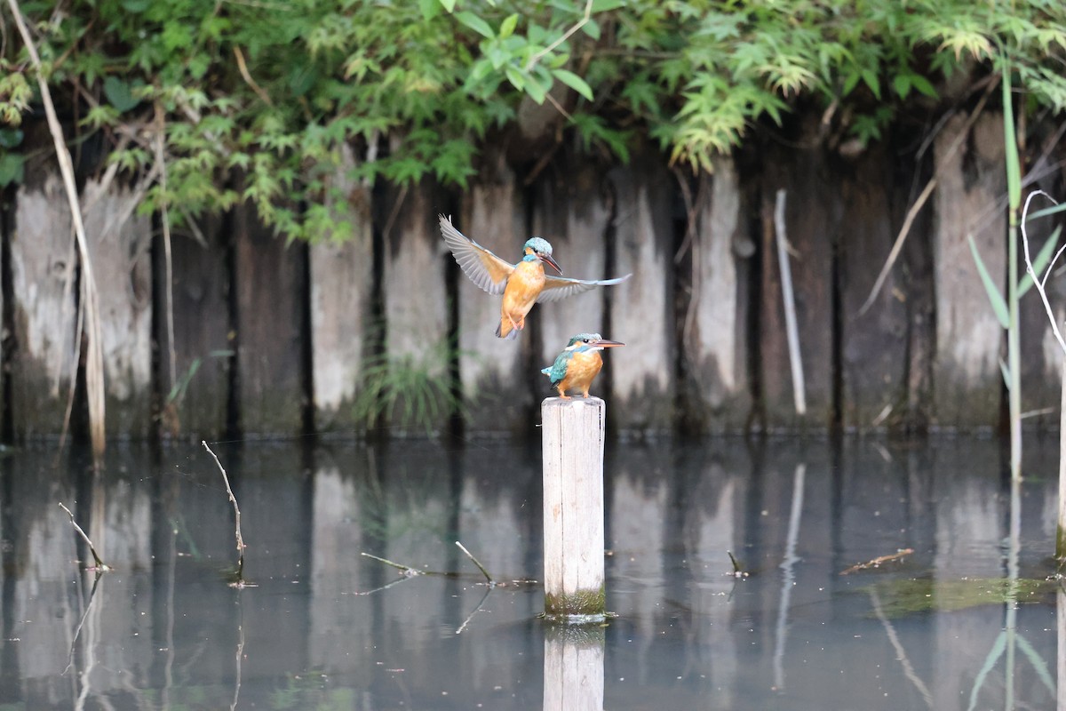 Common Kingfisher - ML444777401