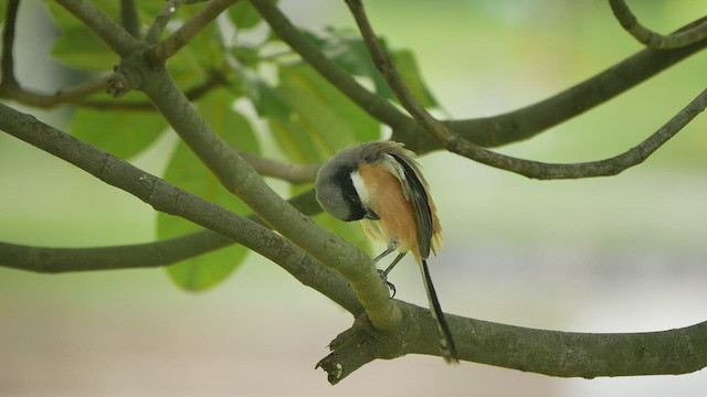 Long-tailed Shrike - ML444777431