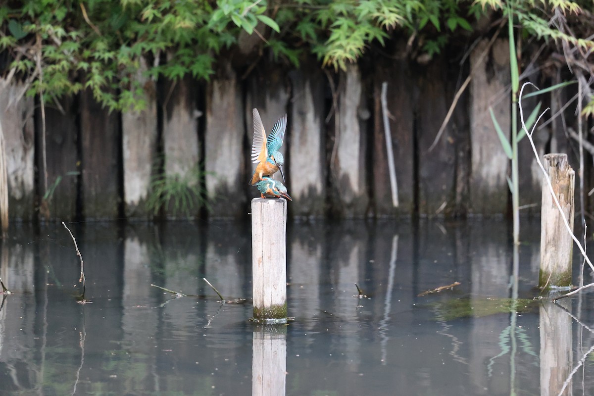 Common Kingfisher - ML444777501