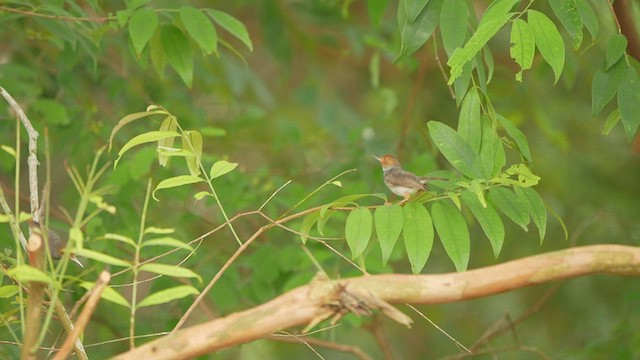 Ashy Tailorbird - ML444777571