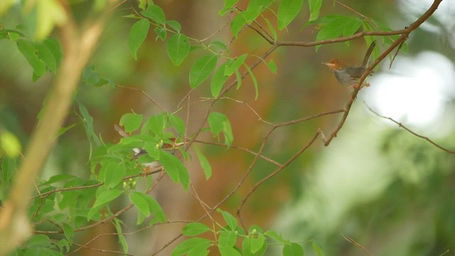 Ashy Tailorbird - ML444777581