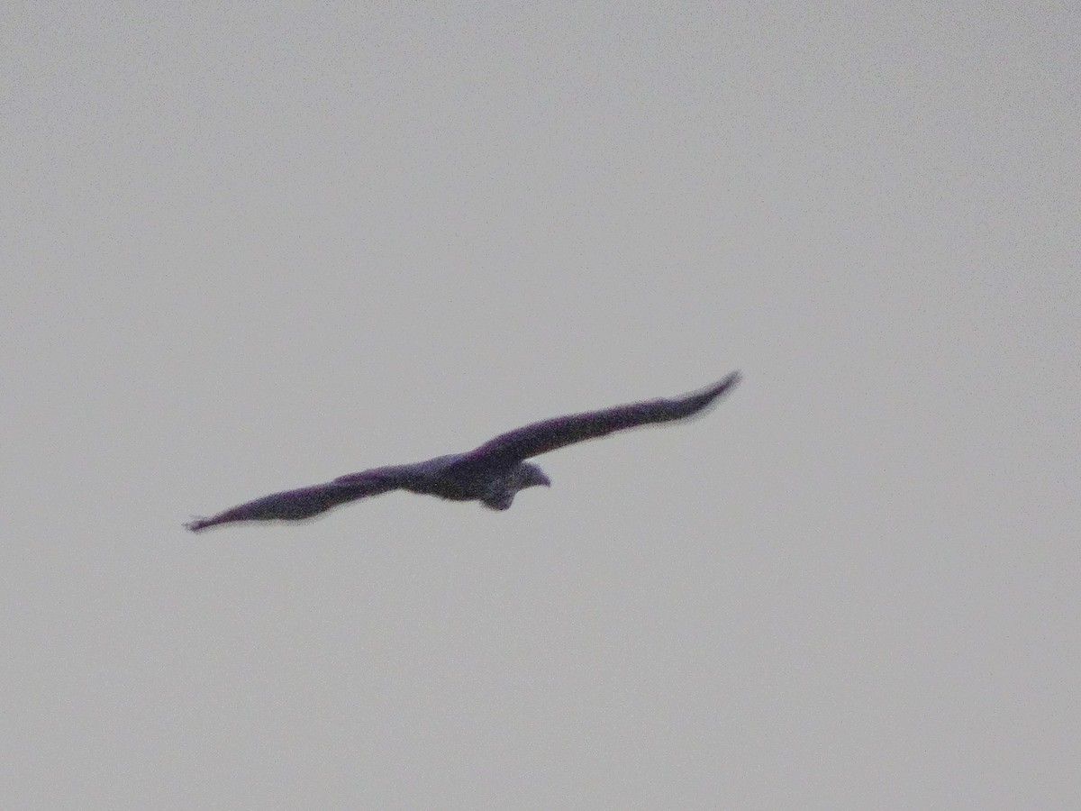 Changeable Hawk-Eagle (Crested) - ML44477761