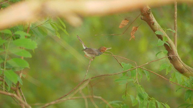 Ashy Tailorbird - ML444777621