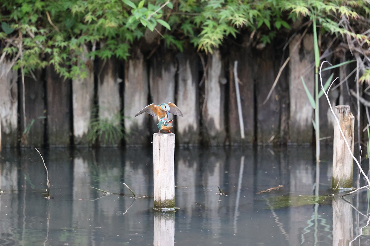 Common Kingfisher - ML444777631