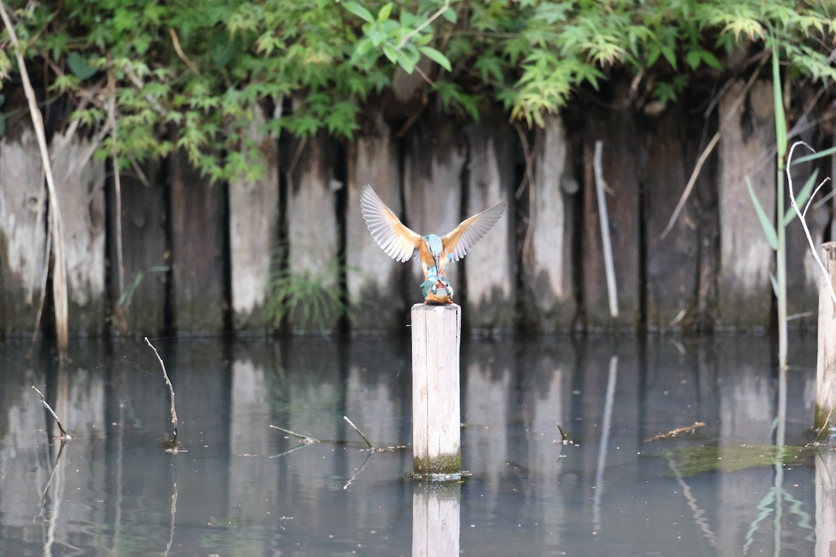 Common Kingfisher - ML444777731