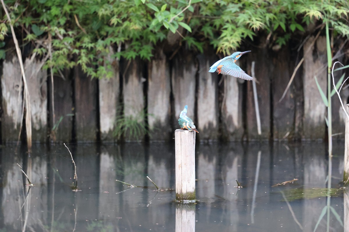 Common Kingfisher - ML444777851