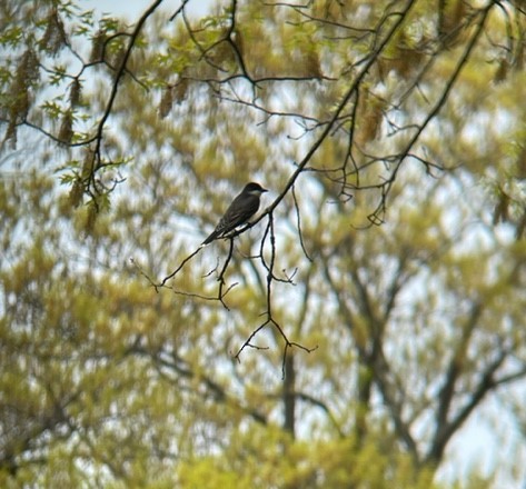 Eastern Kingbird - ML444779541