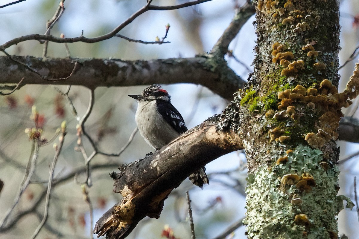 Downy Woodpecker - ML444779831