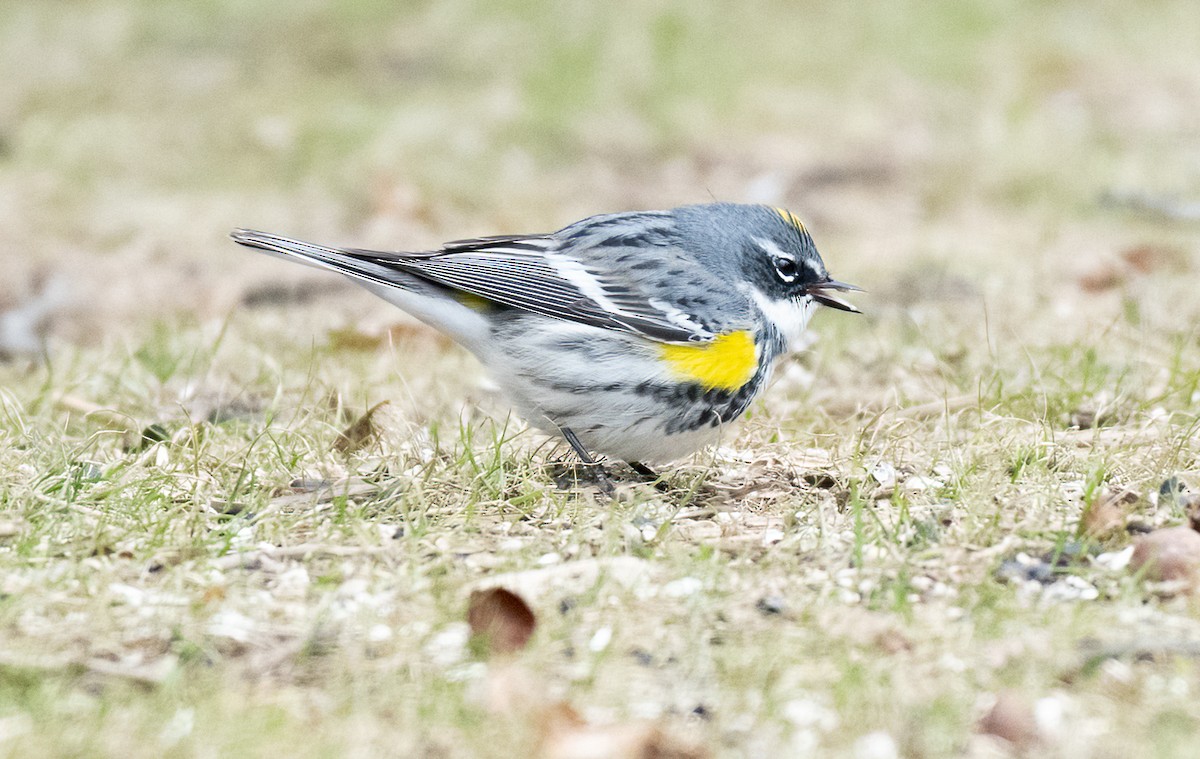 Yellow-rumped Warbler - ML444780941