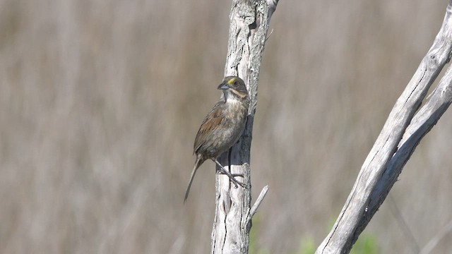 Seaside Sparrow - ML444781171