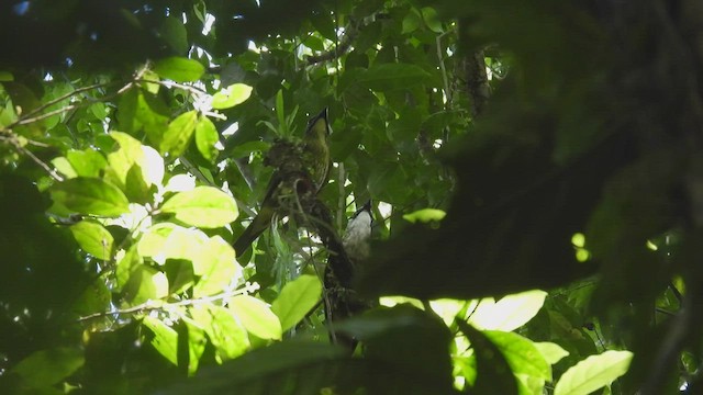 Three-wattled Bellbird - ML444781941