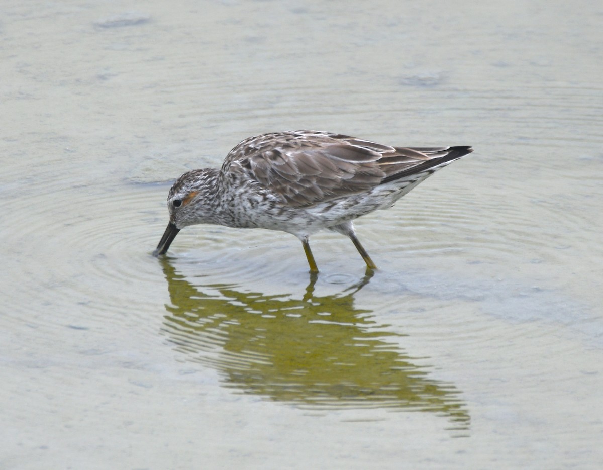 Stilt Sandpiper - ML444782151