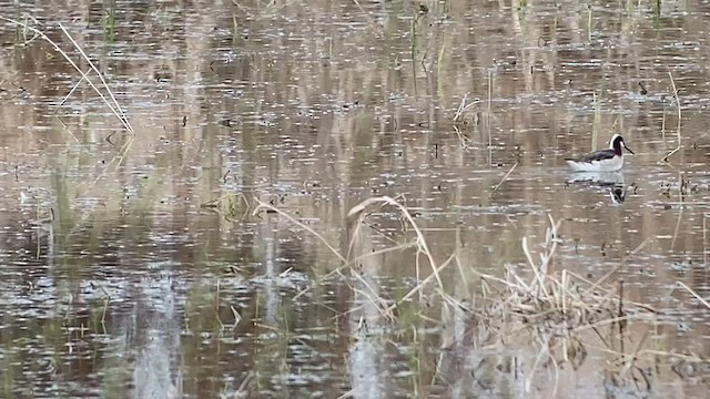 שחיינית תלת-גונית - ML444782431