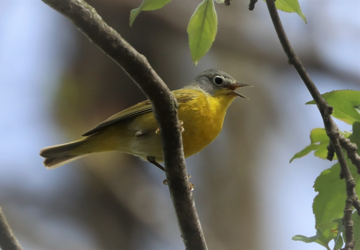 Nashville Warbler - ML444782531