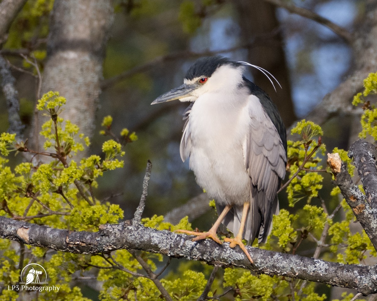Black-crowned Night Heron - Laurie Pocher