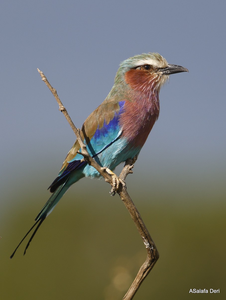 Lilac-breasted Roller (Lilac-breasted) - Fanis Theofanopoulos (ASalafa Deri)