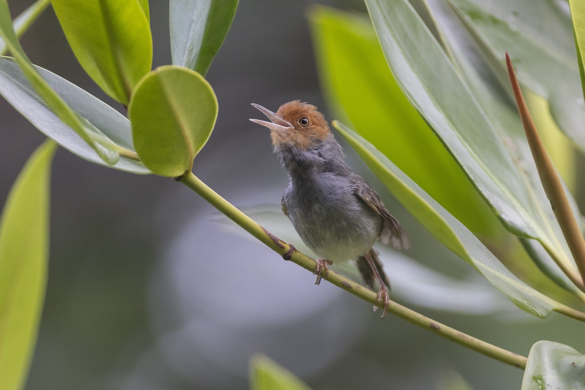 Ashy Tailorbird - ML444784021