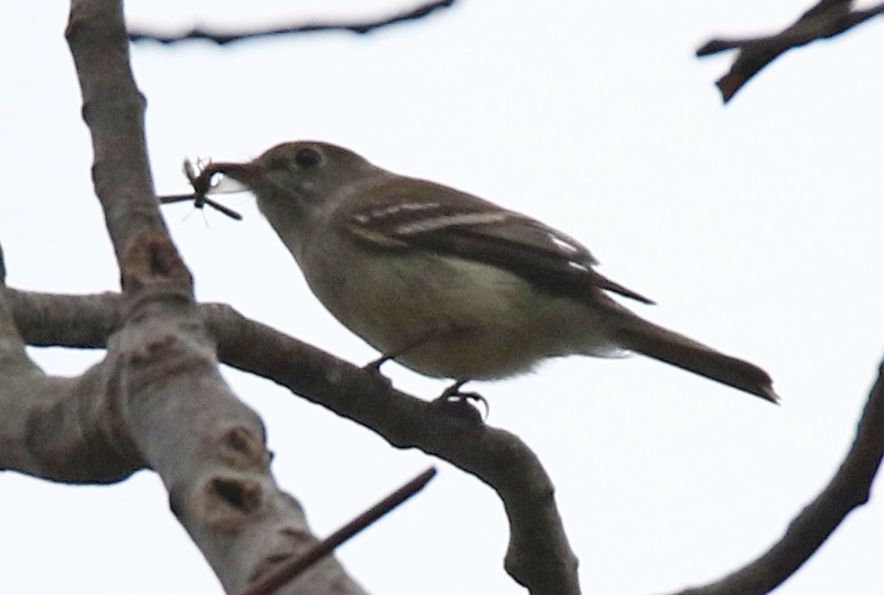 Least Flycatcher - ML444784081