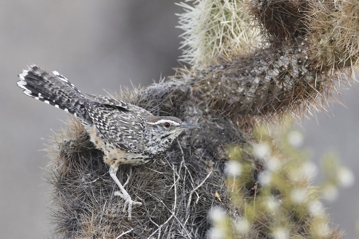 Cactus Wren - ML444784131