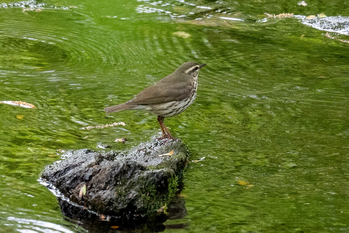 Louisiana Waterthrush - ML444784681