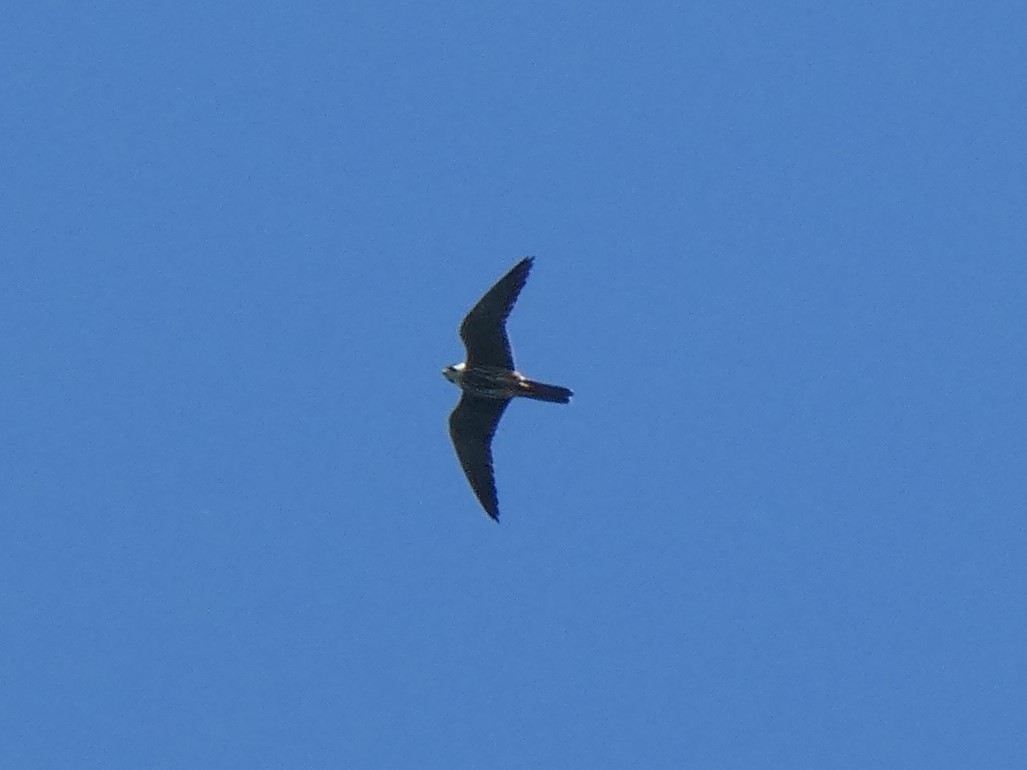 Alcotán Europeo - ML444786031