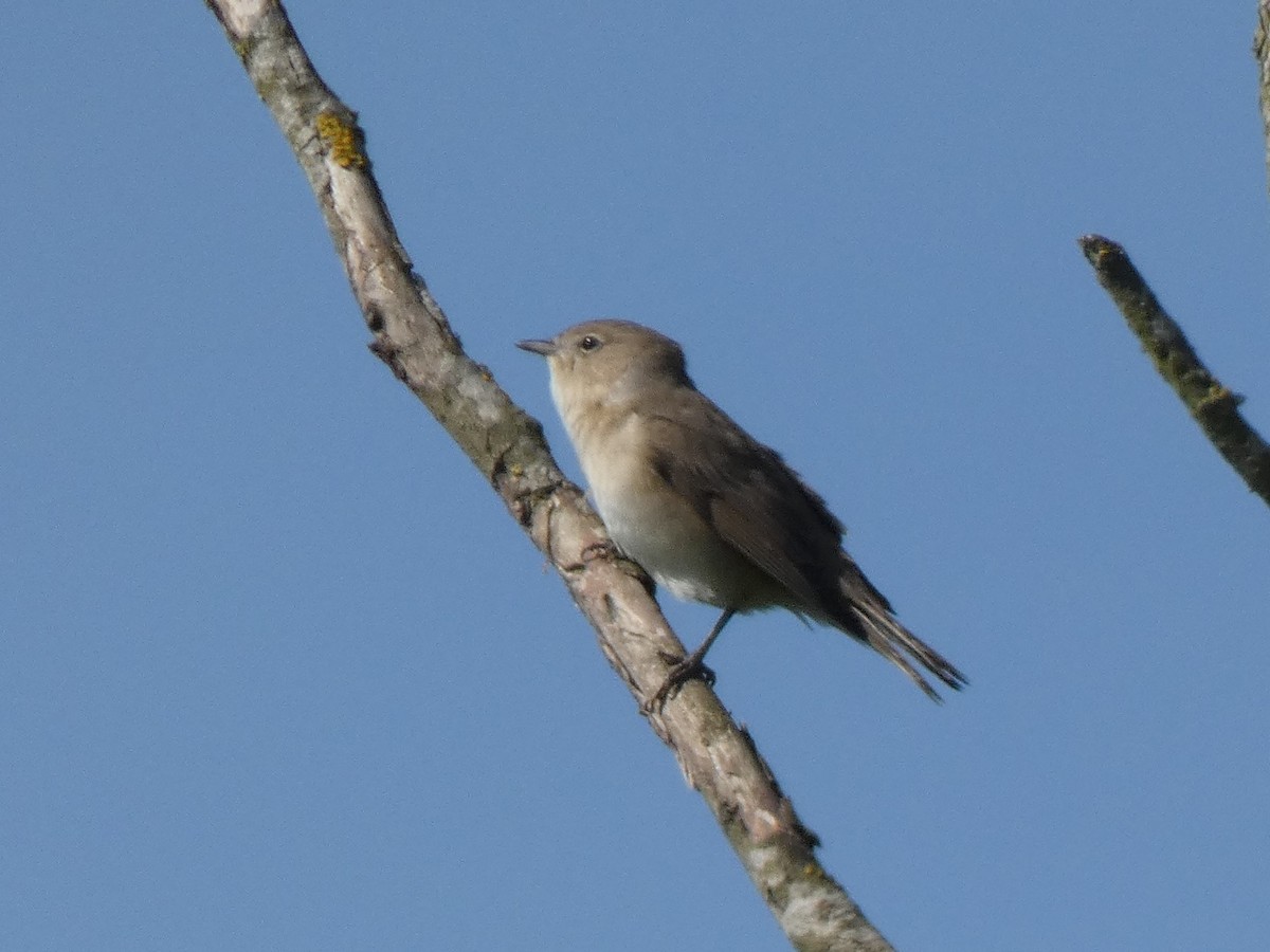 Curruca Mosquitera - ML444786041