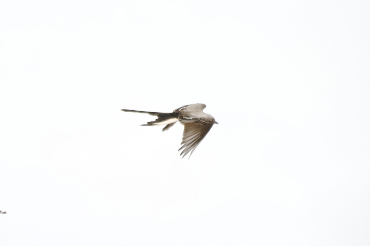 Scissor-tailed Flycatcher - ML444786091