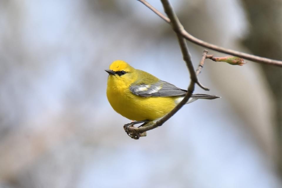 Blue-winged Warbler - ML444786121
