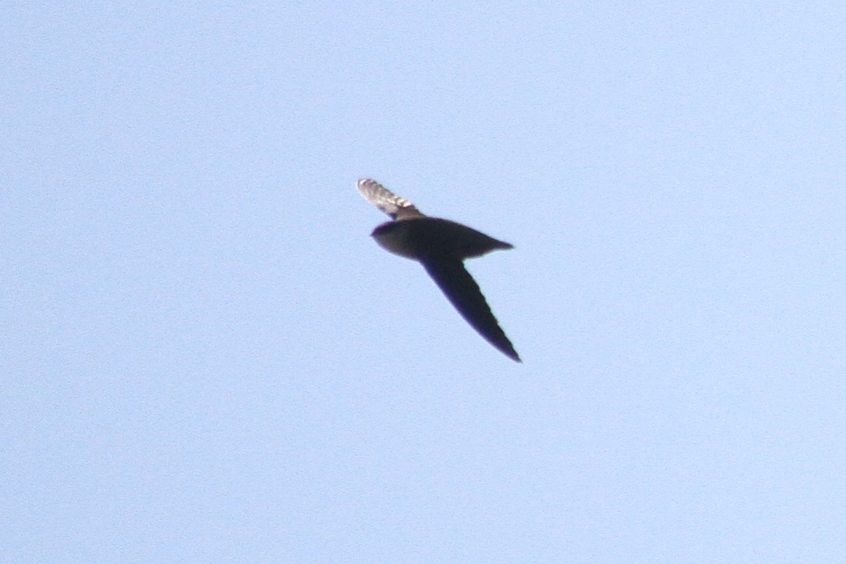 Chimney Swift - Steve Decker