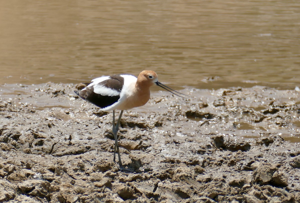 American Avocet - ML444788621