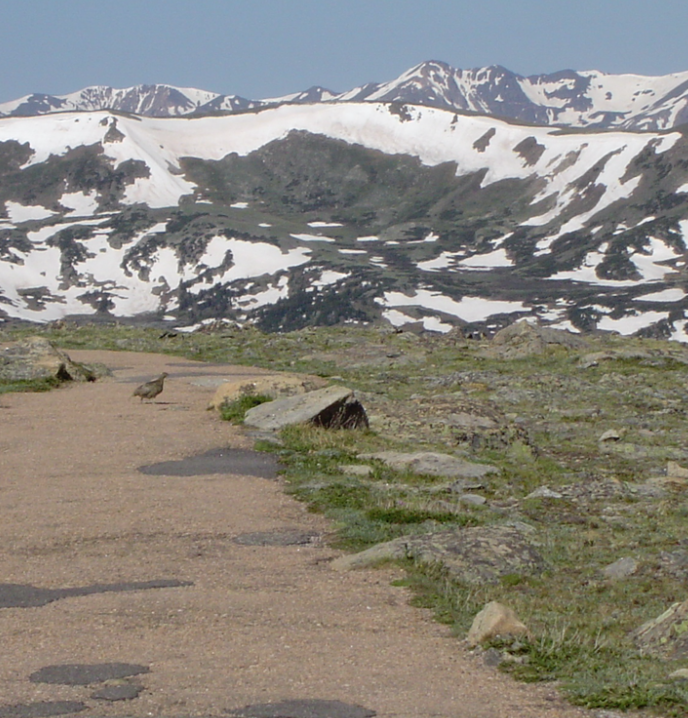 White-tailed Ptarmigan - ML444789551