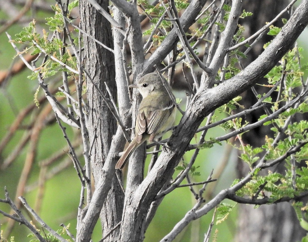 Bell's Vireo - ML444789831