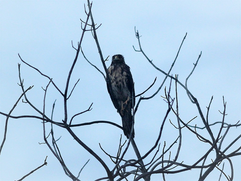 Harris's Hawk - ML444792621