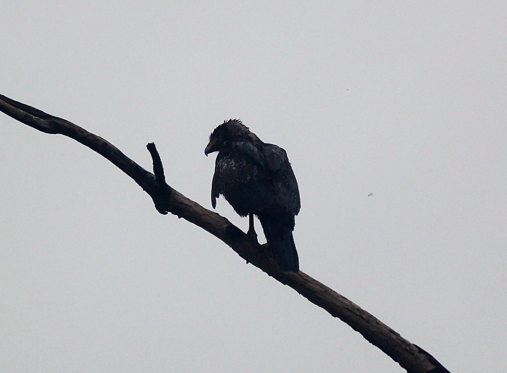Harris's Hawk - ML444792631