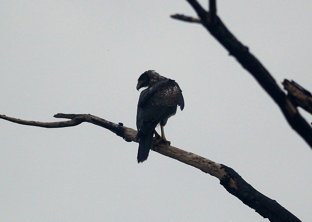 Harris's Hawk - ML444792641