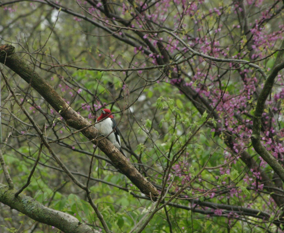 Red-headed Woodpecker - ML444793281