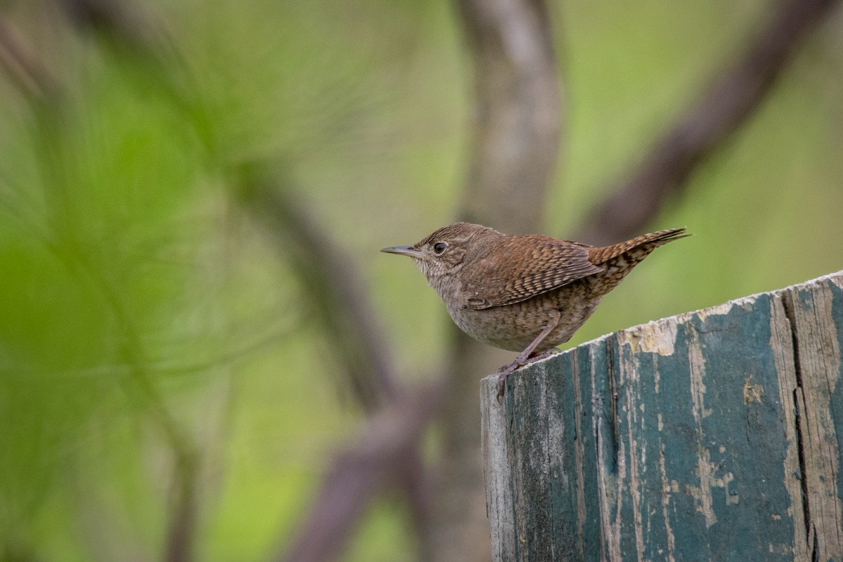 Northern House Wren - ML444793591