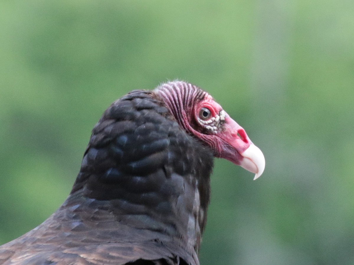 Turkey Vulture - ML444793891