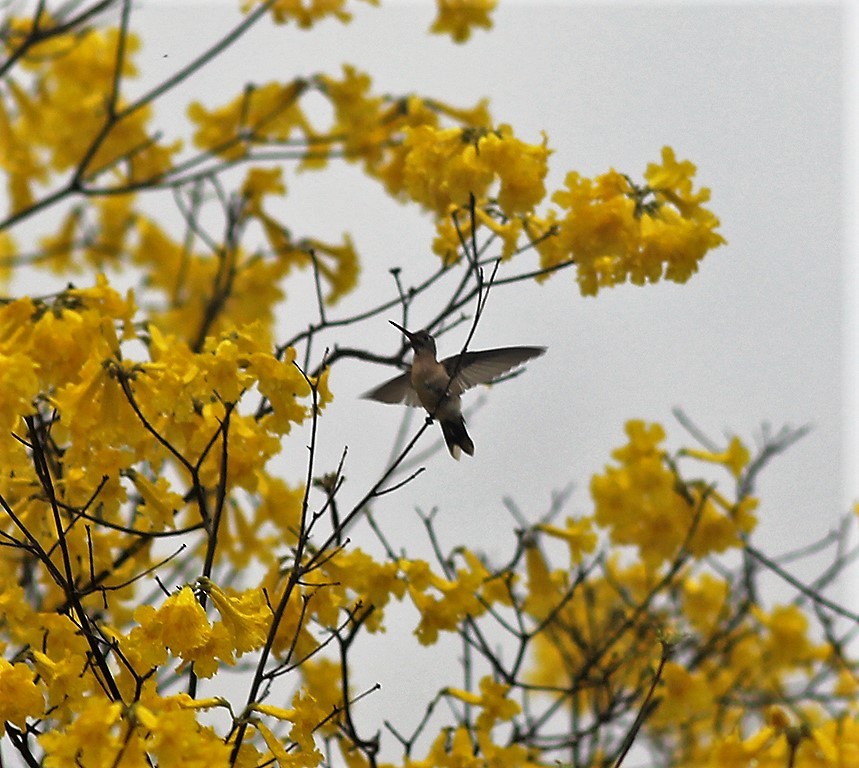 Buffy Hummingbird - ML444794061