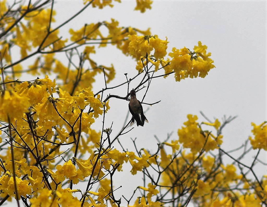 Buffy Hummingbird - ML444794071