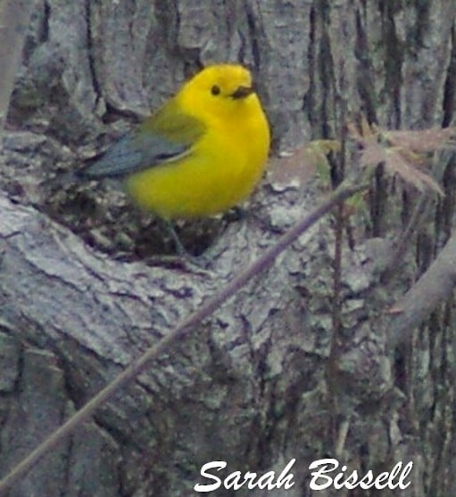 Prothonotary Warbler - ML444794081