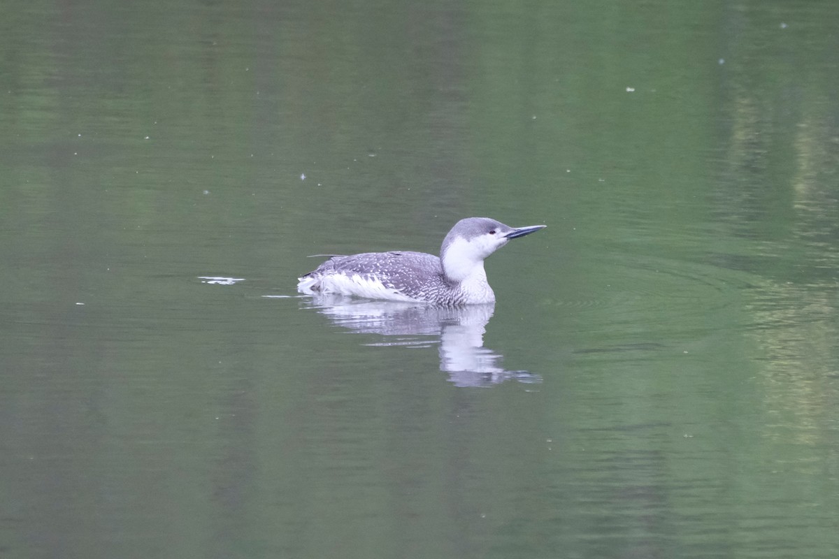 Red-throated Loon - ML444794621