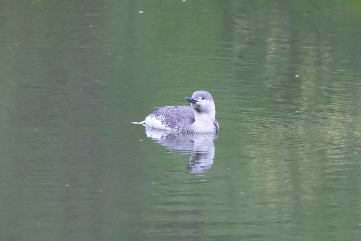 Red-throated Loon - Anonymous