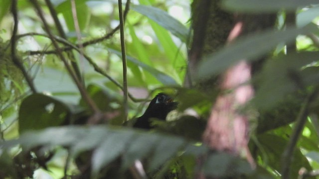 Panamáameisenvogel - ML444794701