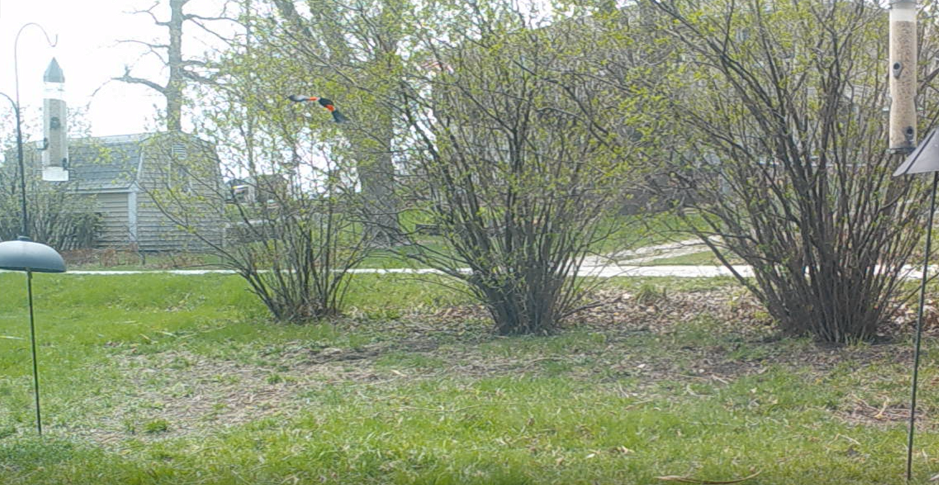 Red-winged Blackbird - Clint Williams