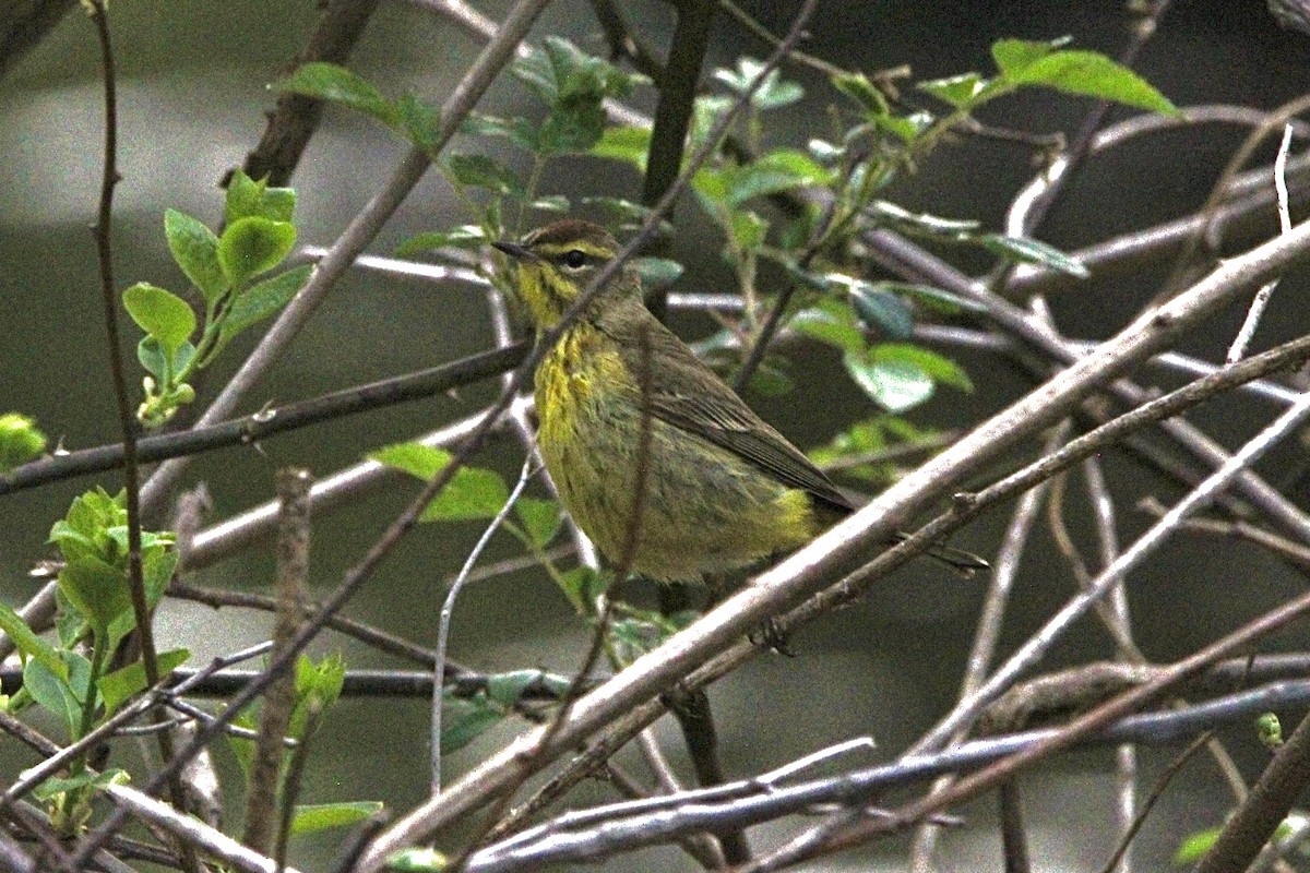 Palm Warbler - ML444796941